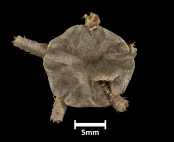 Media type: image;   Invertebrate Zoology OPH-768 Description: Top of brittle star with a view of the disc.;  Aspect: dorsal